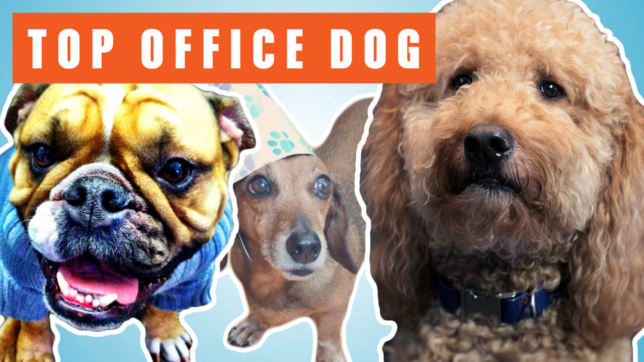 Vote Now America’s Next Top Office Dog Has Over 100 Dogs And They Are
