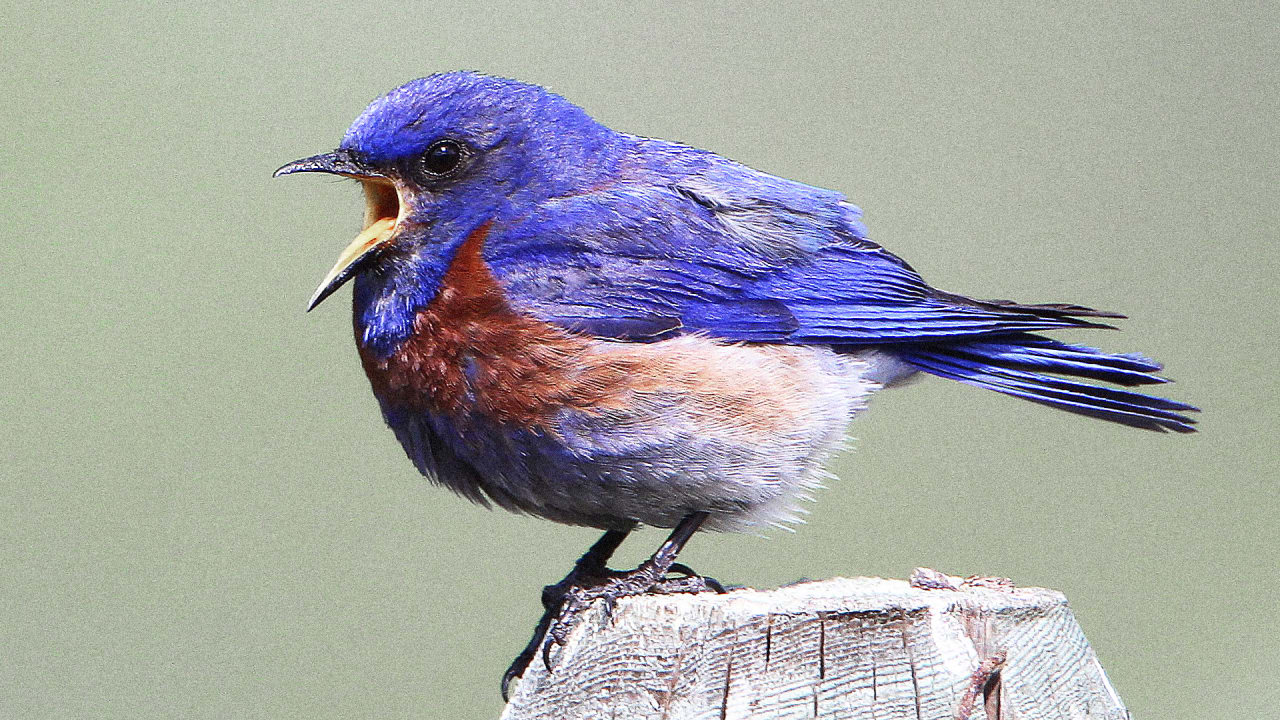 25 Best Photos Bird Song Identifier App - Bird Song Id UK by Mullen & Pohland GbR