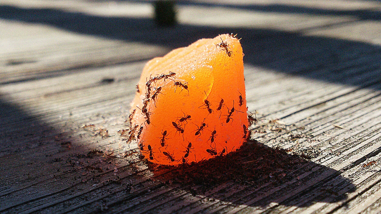 New York Ants Eat The Equivalent Of 60,000 Hot Dogs A Year In Food We