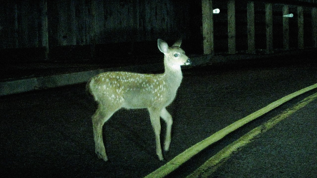 Ending Roadkill By Giving Animals Right Of Way
