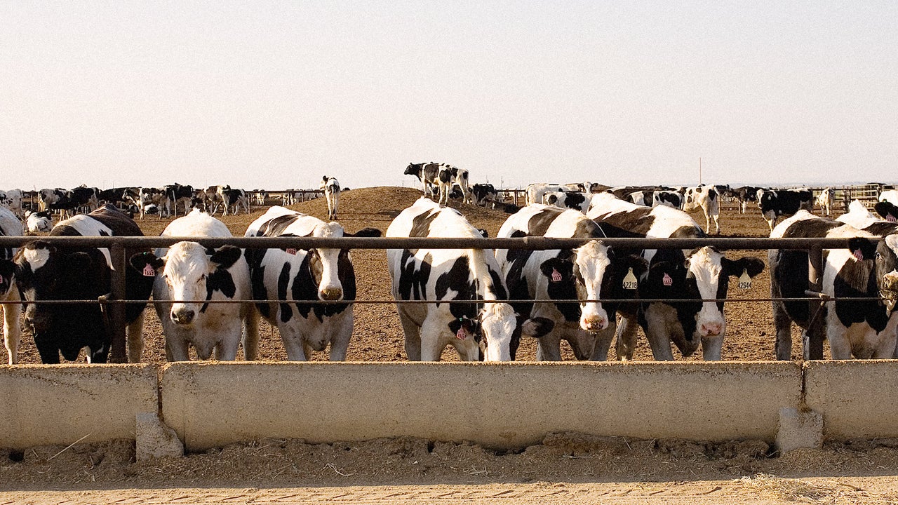 People Have No Idea That Cows Cause Climate Change