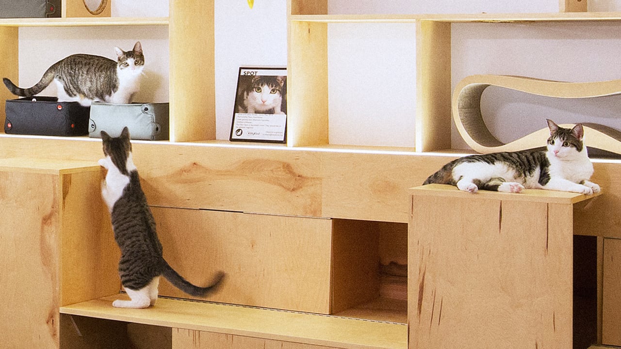 How To Design The Purrfect Cat  Cafe 