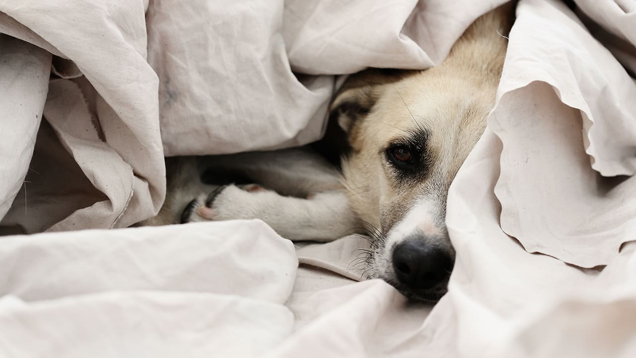 Why It’s So Wrong–But So Right–To Sleep With Your Pets