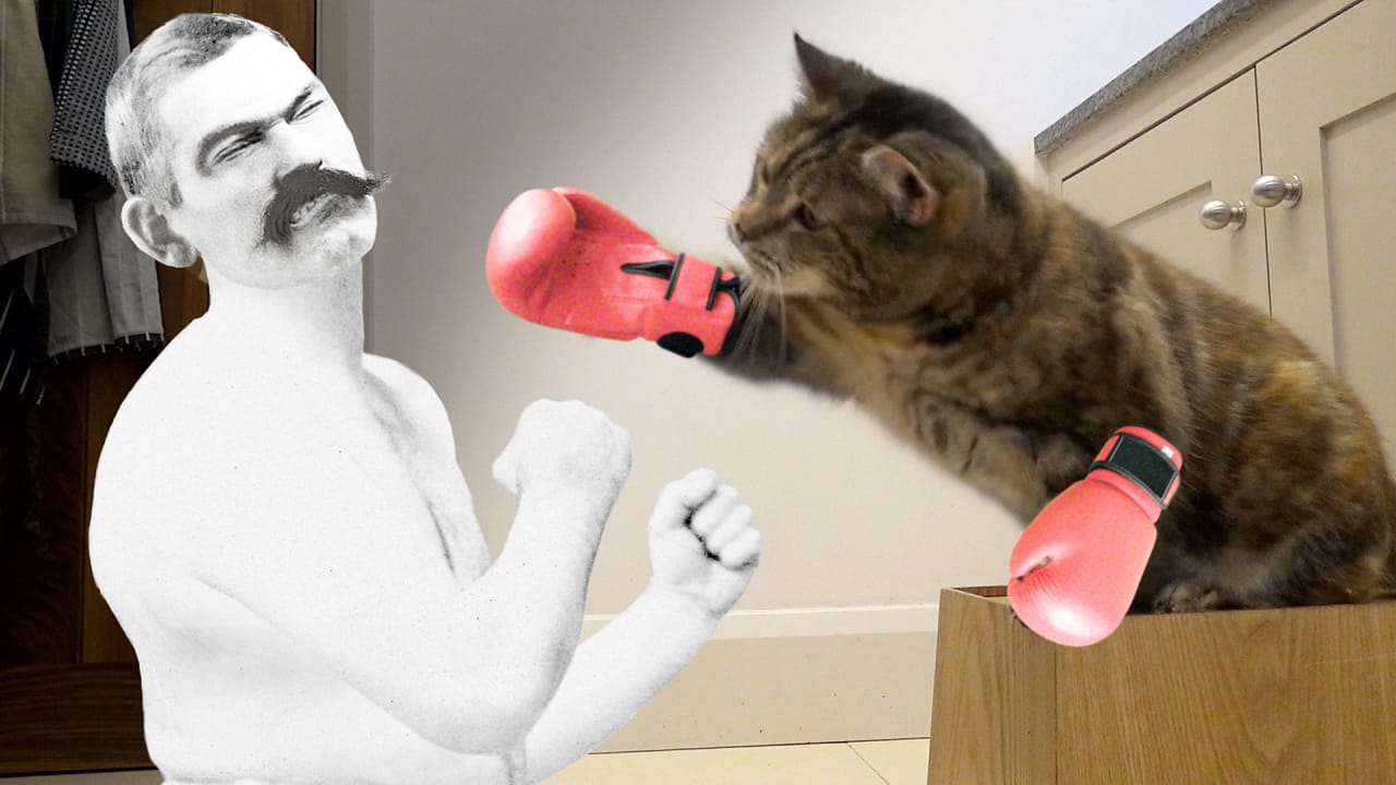 Boxing Cats Take On Toy Mice And Everything Else In New Temptations Sp