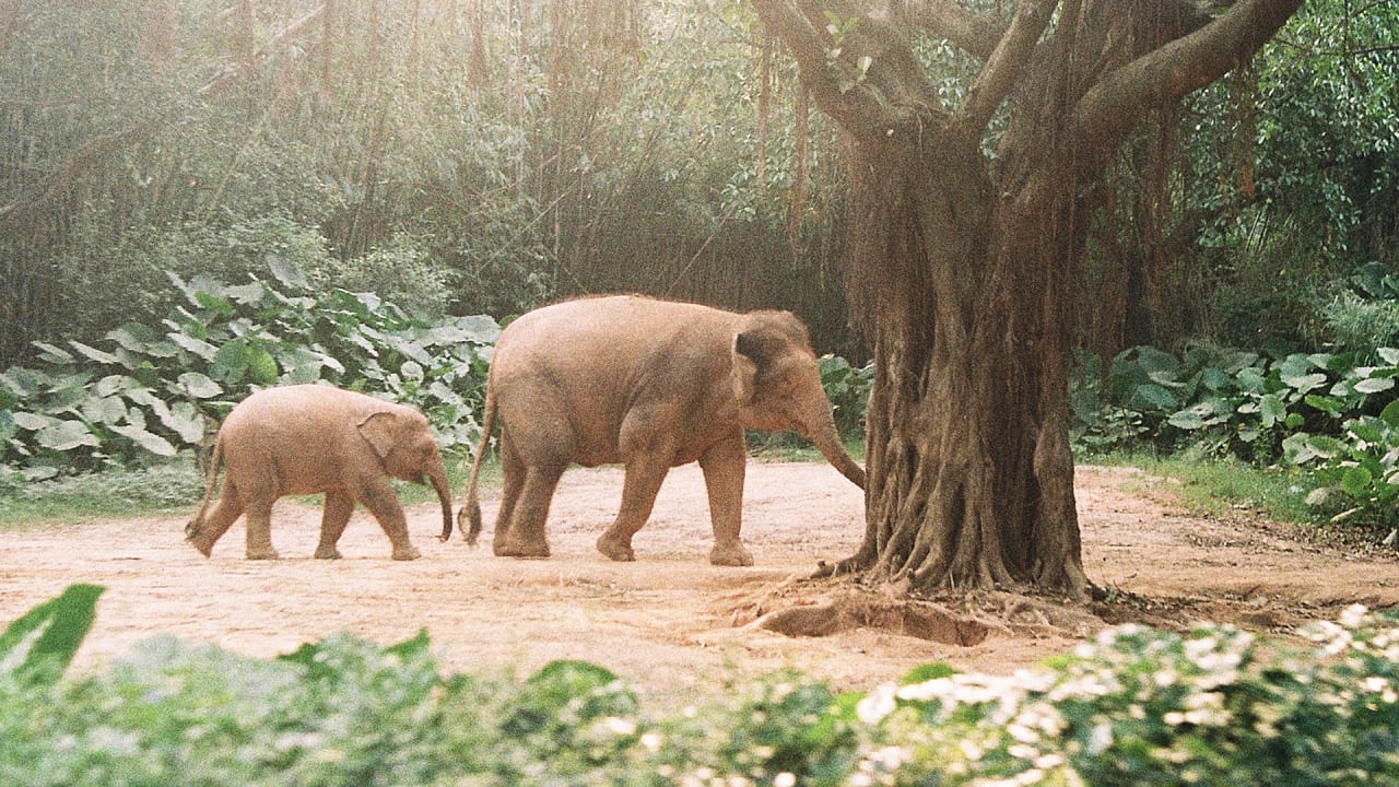 The Countries With The Most Endangered Mammals