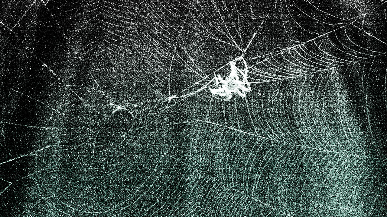 GrapheneEating Spiders Spin Silk Stronger Than Kevlar