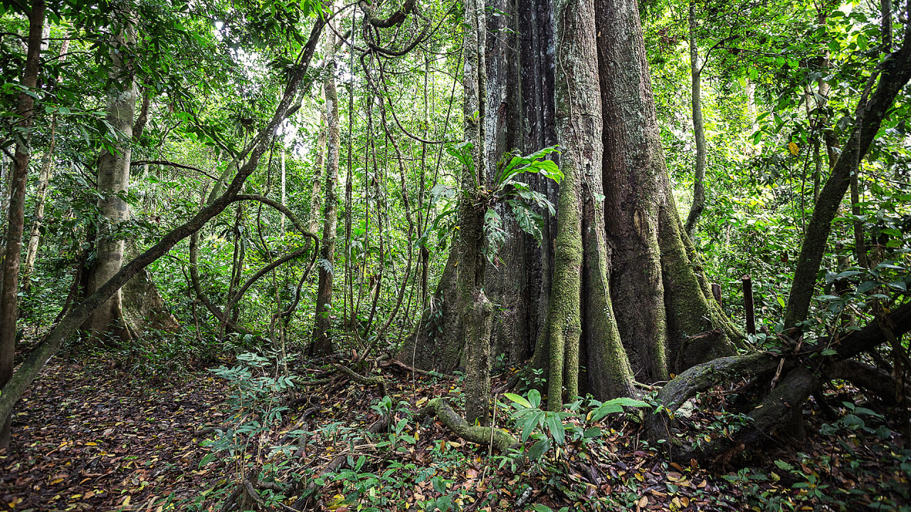 Giants Of The Amazon: The ‘Hyperdominant’ Trees That Are Key To Fighti