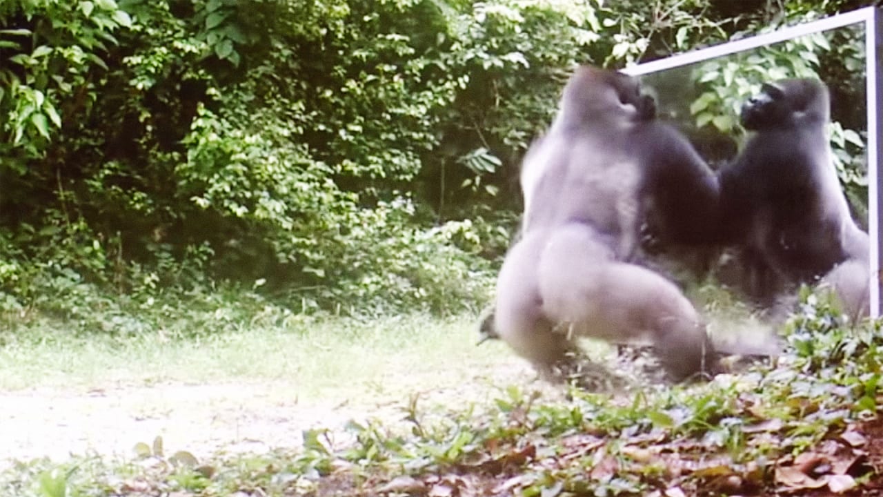Watch The Wildly Different Reactions Of Wild Animals Seeing Themselves In A Mirror
