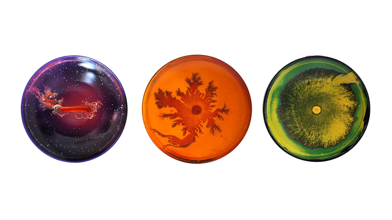 Would You Eat Off These BacteriaCovered Plates?