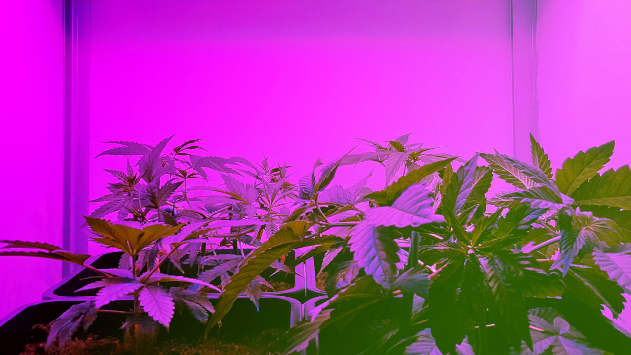 Featured image of post Pink Aesthetic Pictures Weed - Search, discover and share your favorite pink aesthetic gifs.