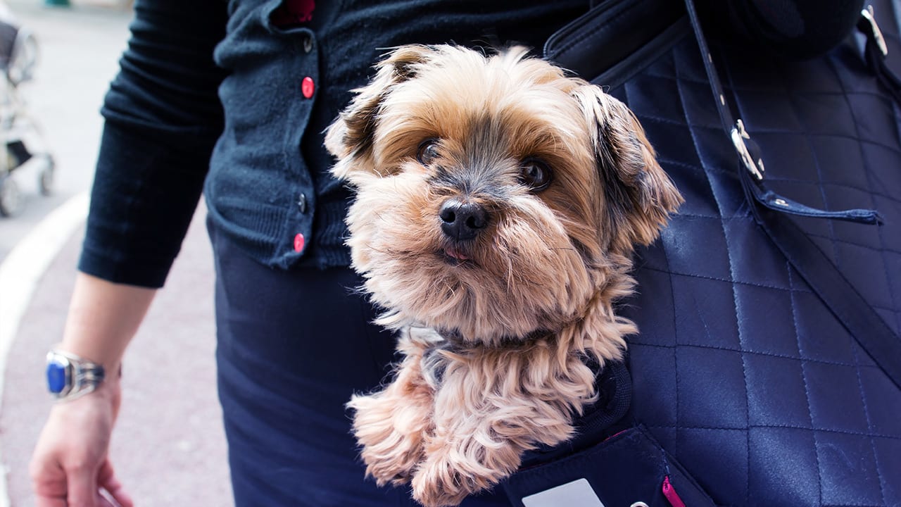 Check Out The World’s First Airport Terminal For Pets
