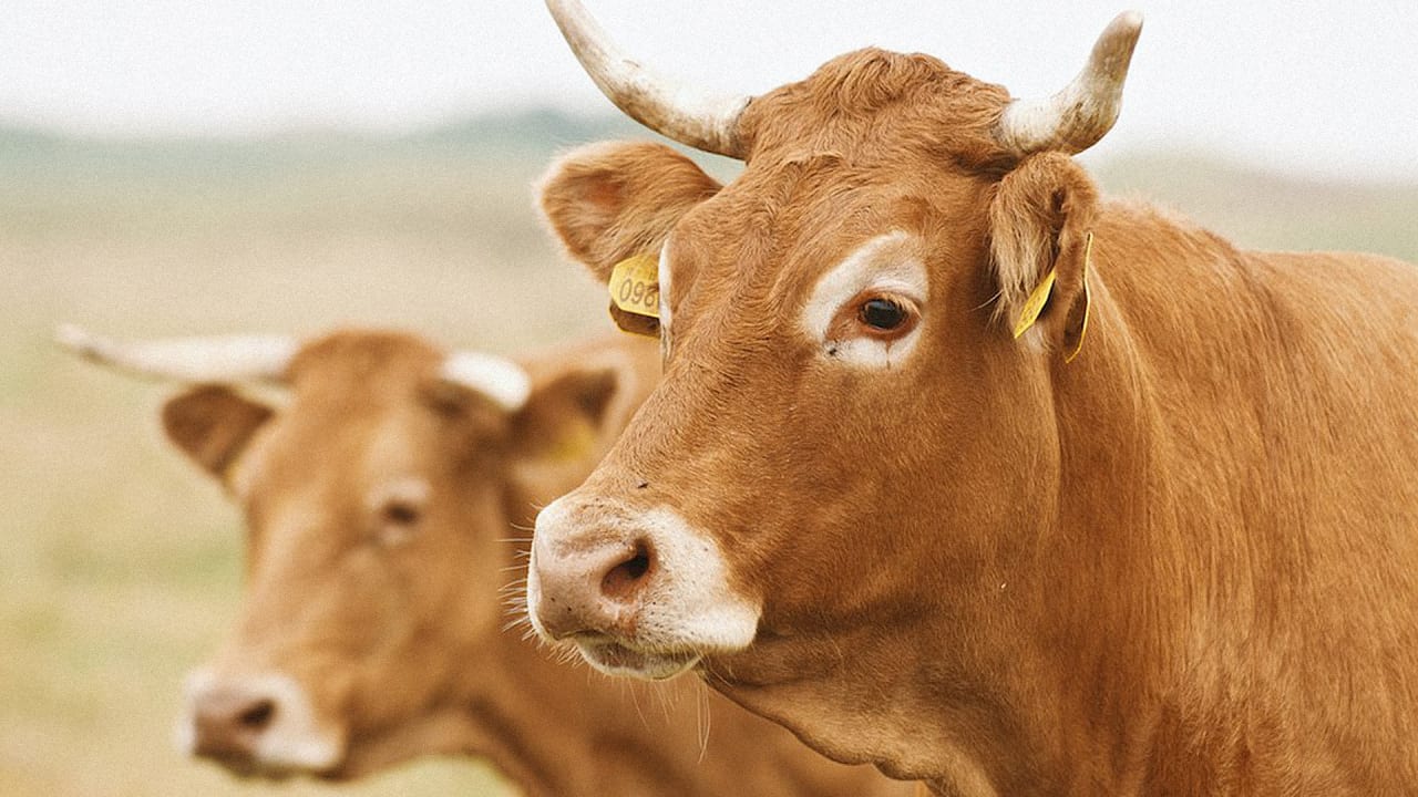 for-a-more-climate-friendly-burger-maybe-we-should-feed-cows-algae