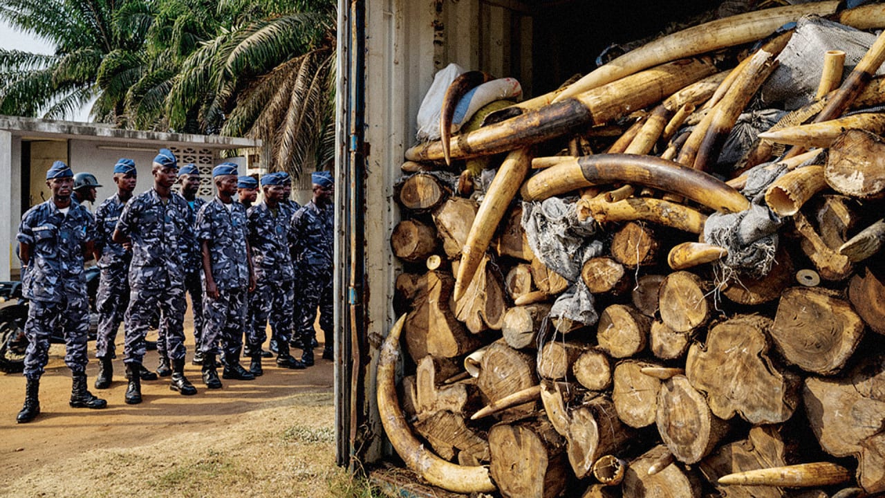 How Ingenious Fake Elephant Tusks Helped Track The Illegal Ivory Trade