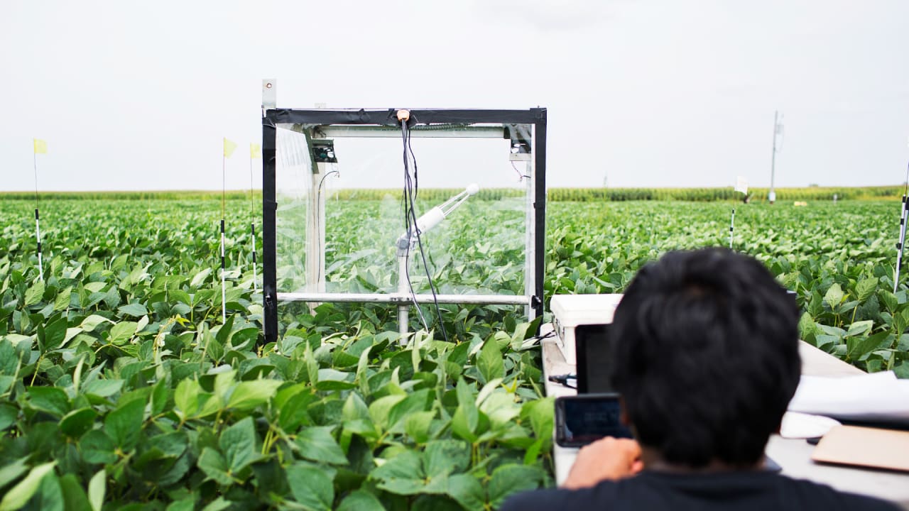 Improving Photosynthesis May Be Our Best Bet To Feed More People