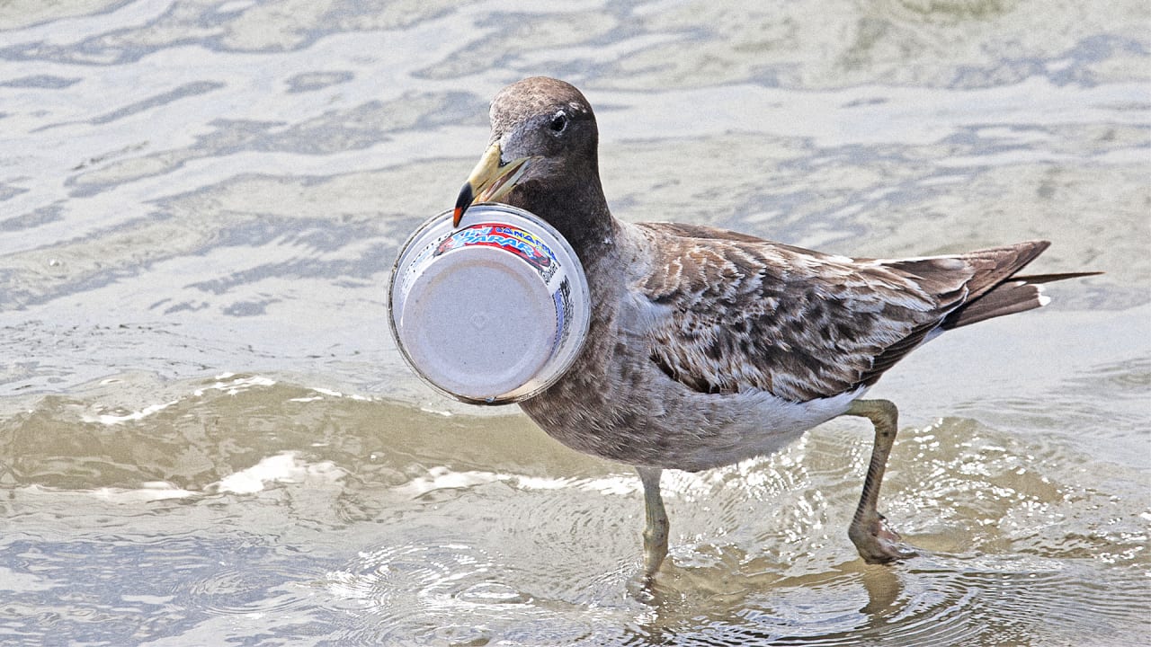 Every Single Seabird Will Be Eating Plastic By 2050