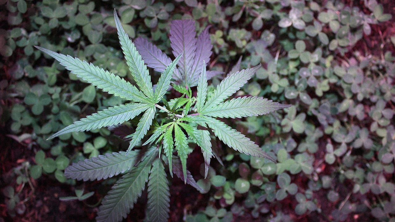 The Quest For Greener Weed