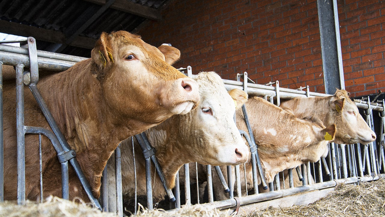 Will The Cows Of The Future Be Fed On Bugs?