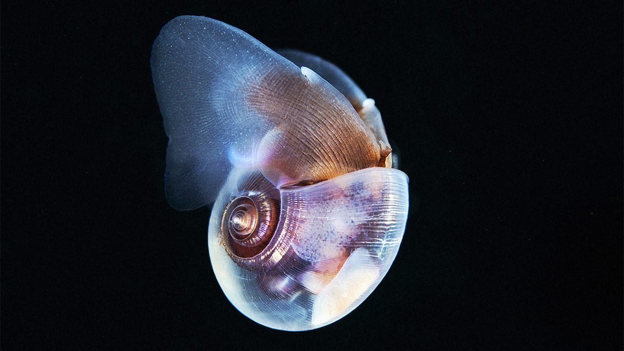 This Marine Biologist Photographs Rare, Otherworldly Oceanic Creatures