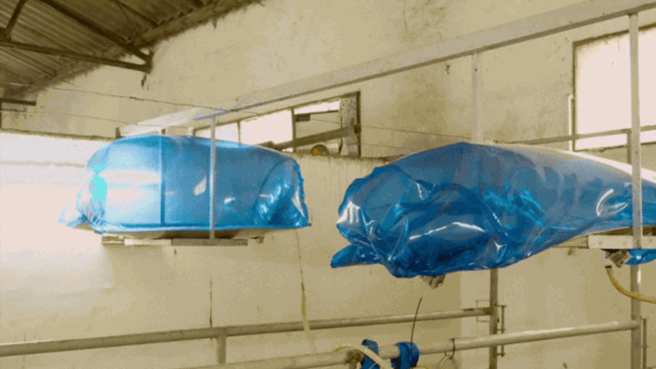 Collecting Cow Farts: The Stupid-Brilliant Solution To Global Warming