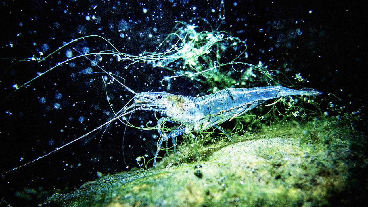 A Healthier And More Sustainable ShrimpMade With Algae Instead Of Shr