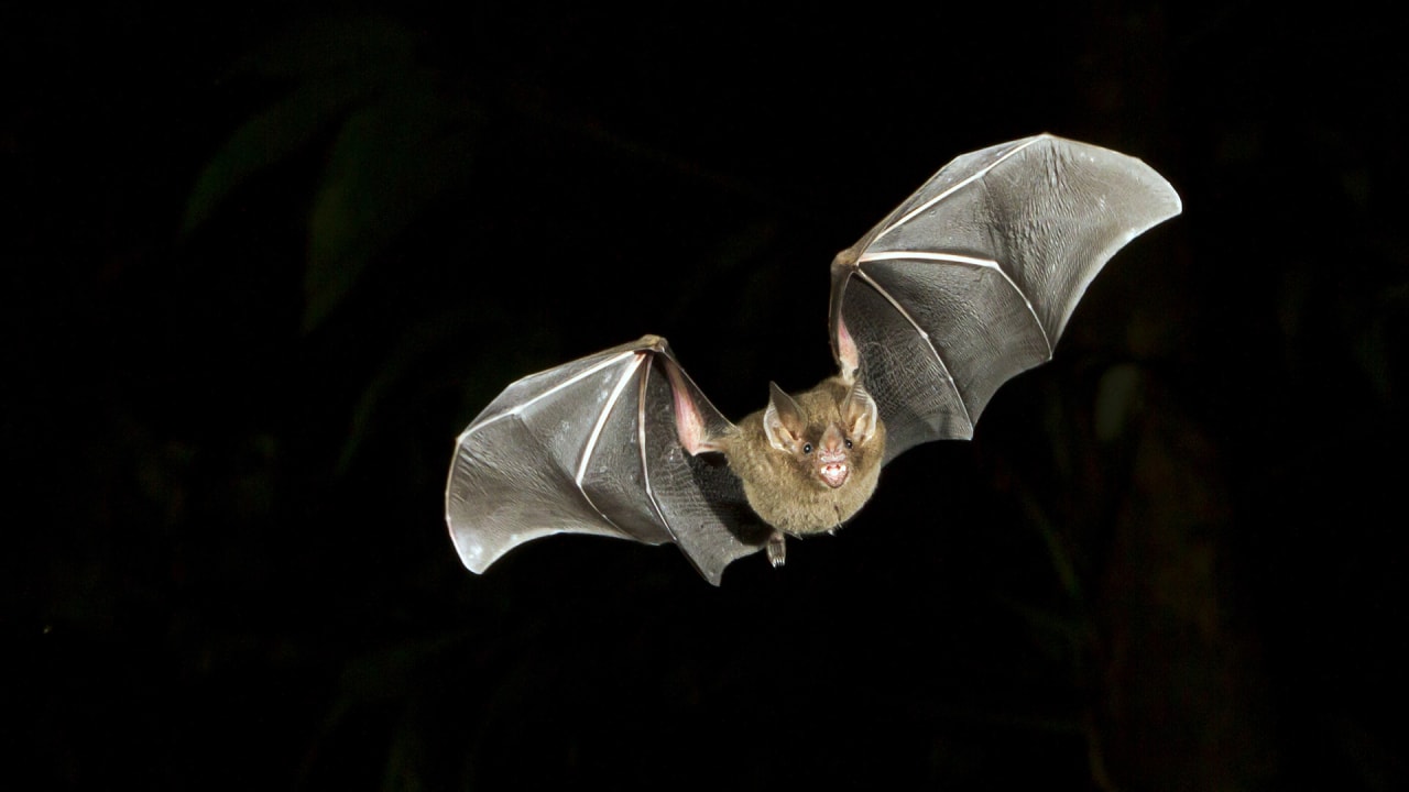 Bats Are Dying, And Wind Turbines Are A Major Culprit