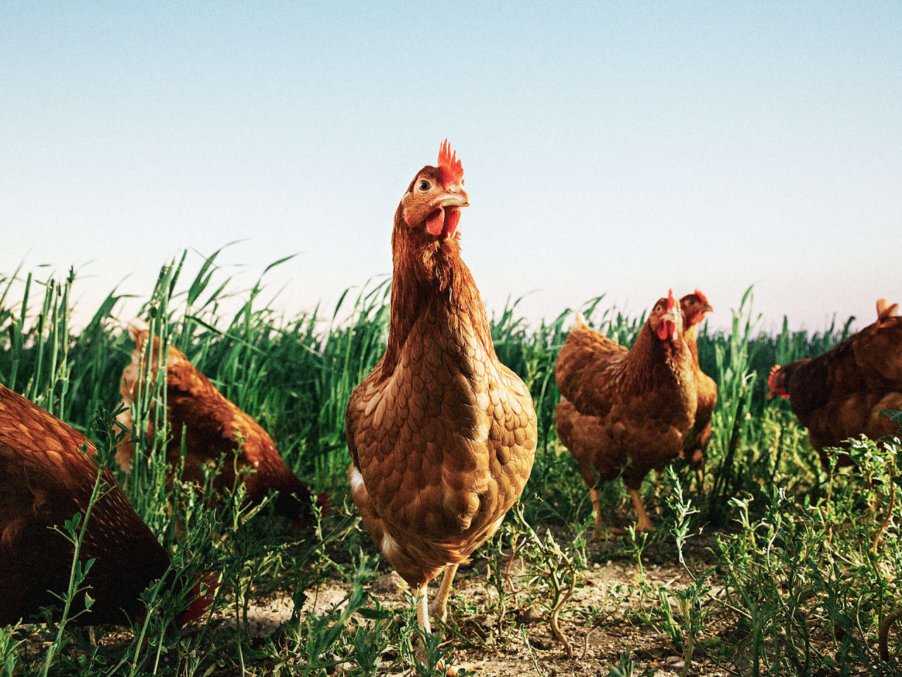 PastureRaised Eggs A New Label For Chickens That Really Do Live Outd