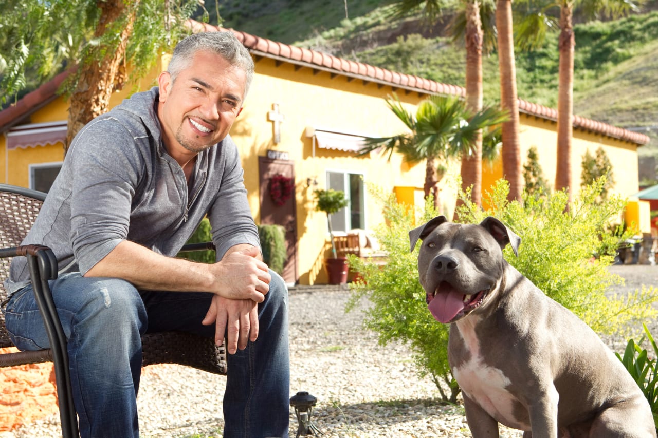 Cesar millan bankrupt