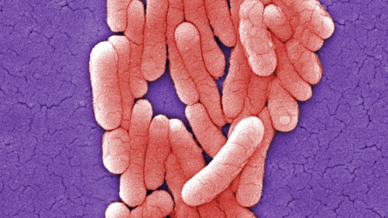 How We Could Kill Superbugs Without Antibiotics