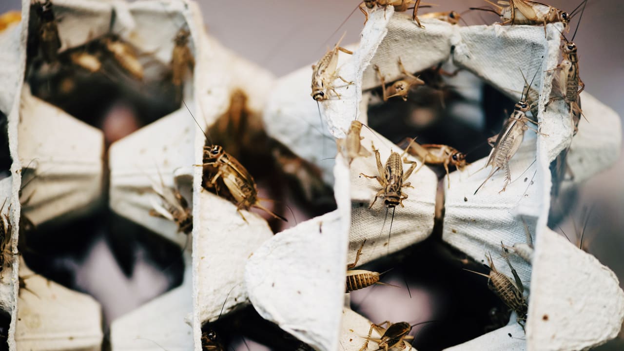 Why The Future Farmers Of North America Are Turning To Crickets