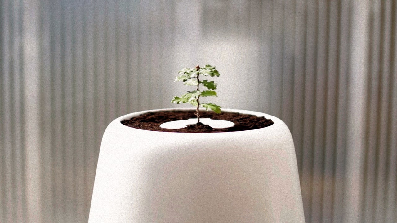 This Urn Turns You Into A Potted Tree After You Die