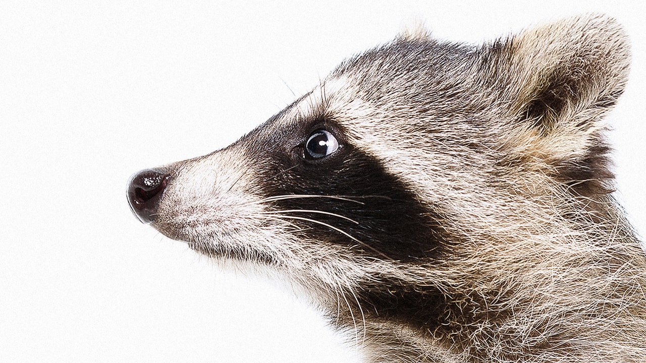 Scientists Scare The Crap Out Of Raccoons To Save Ecosystems Raccoons