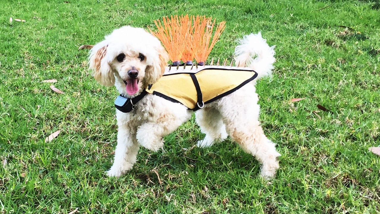 hawk dog vest