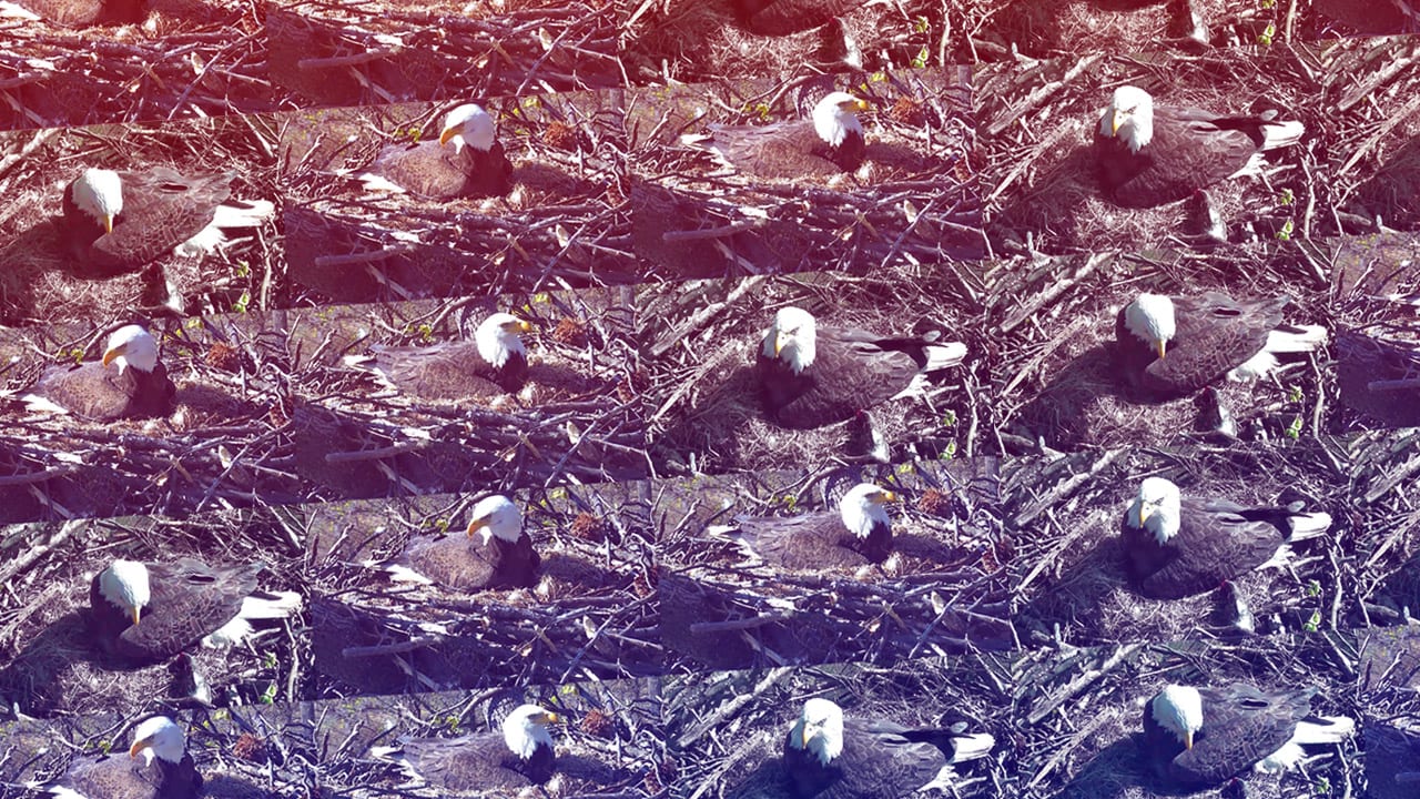 Watch America’s Most Patriotic Bald Eagles Hatch, Live!