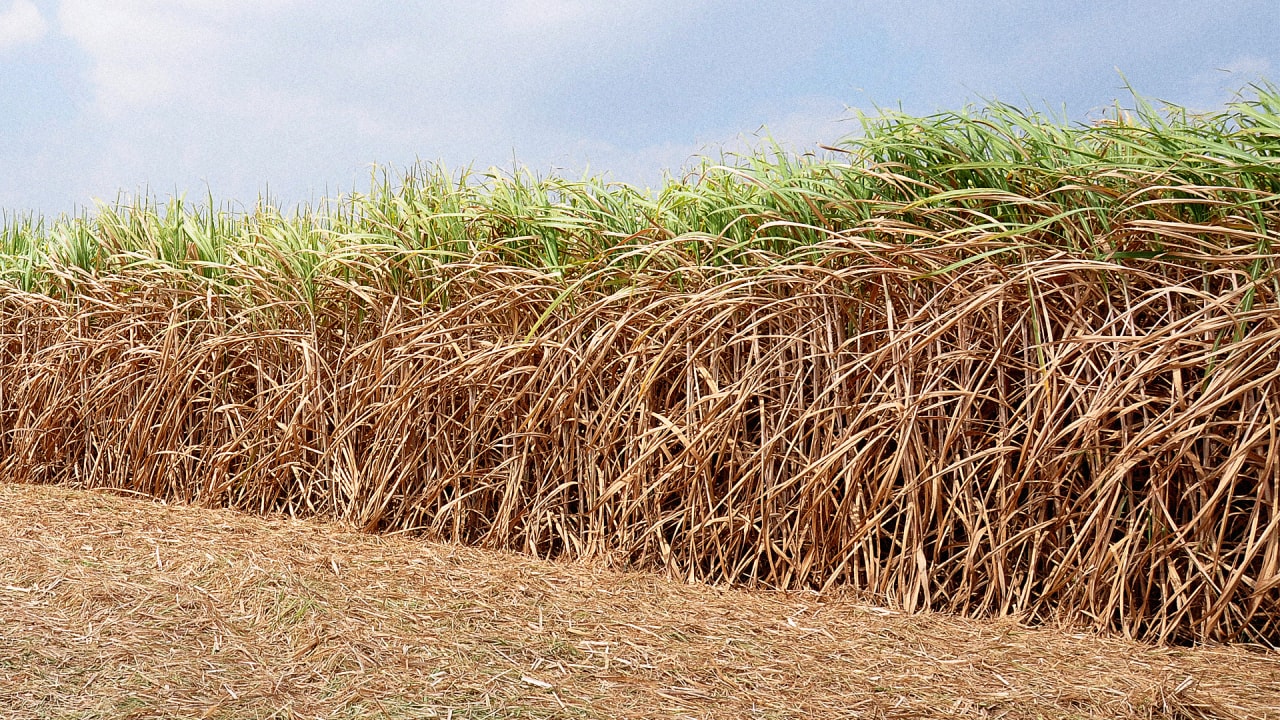 This Modified Sugarcane Could Pump Out Cheaper Biodiesel
