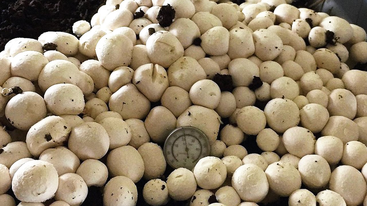 What Does The New CRISPR Edited Mushroom Mean For Agriculture what-does-the-new-crispr-edited-mushroom-mean-for-agriculture