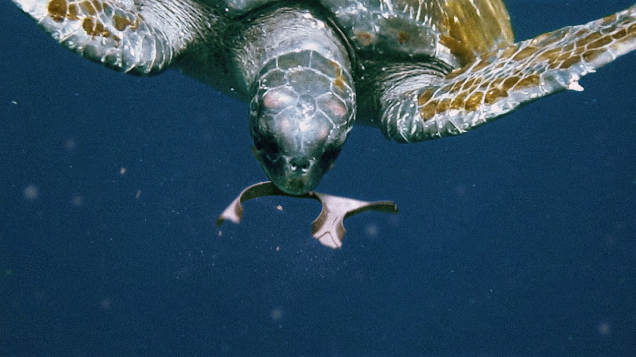 These Six-Pack Rings Are Edible, So They Won't Kill Wildlife