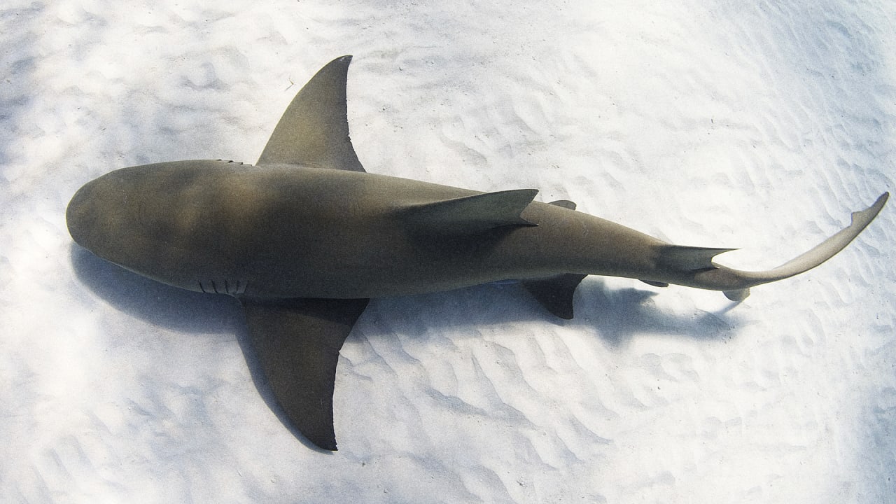 Can Shark-spotting Drones Actually Spot Sharks?