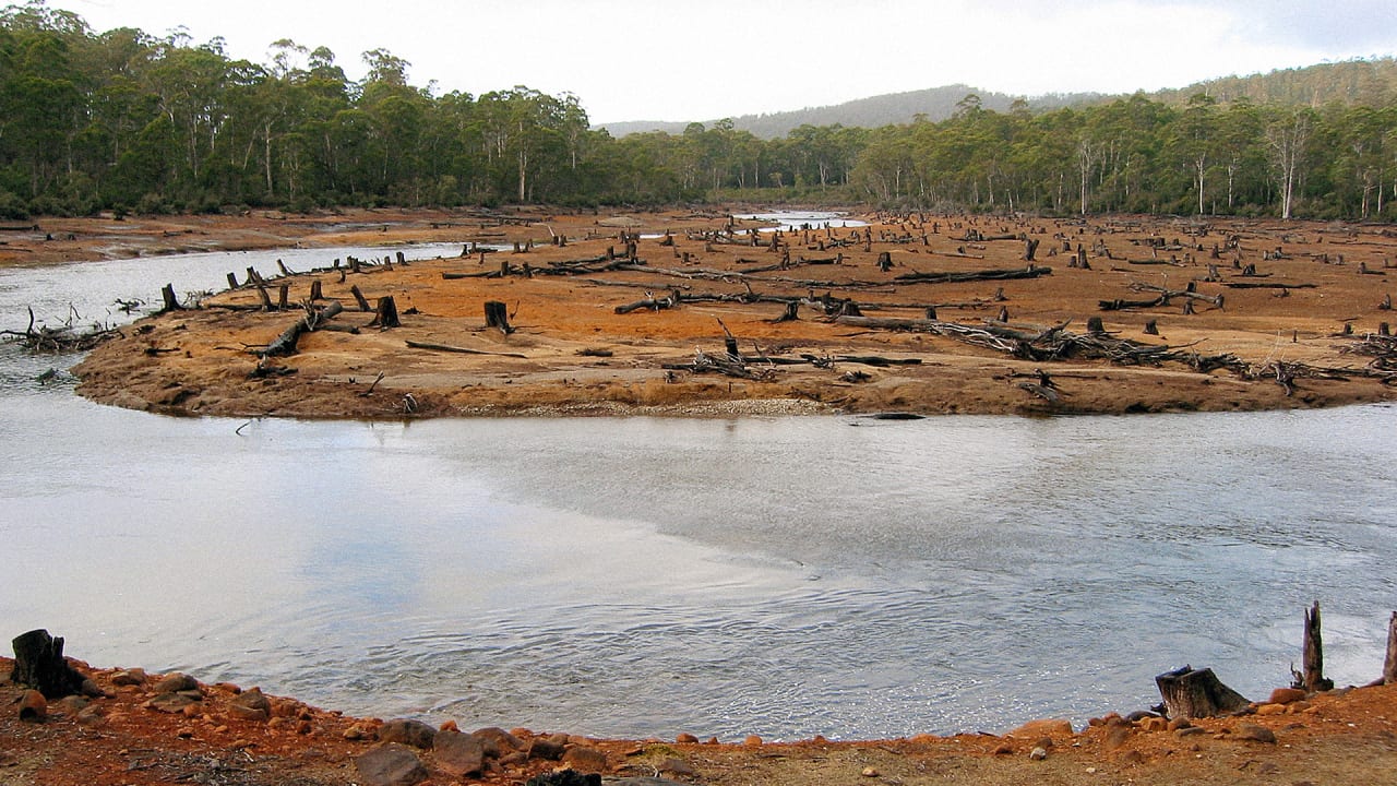 trees-stop-climate-change-can-we-pay-people-to-stop-cutting-them-down