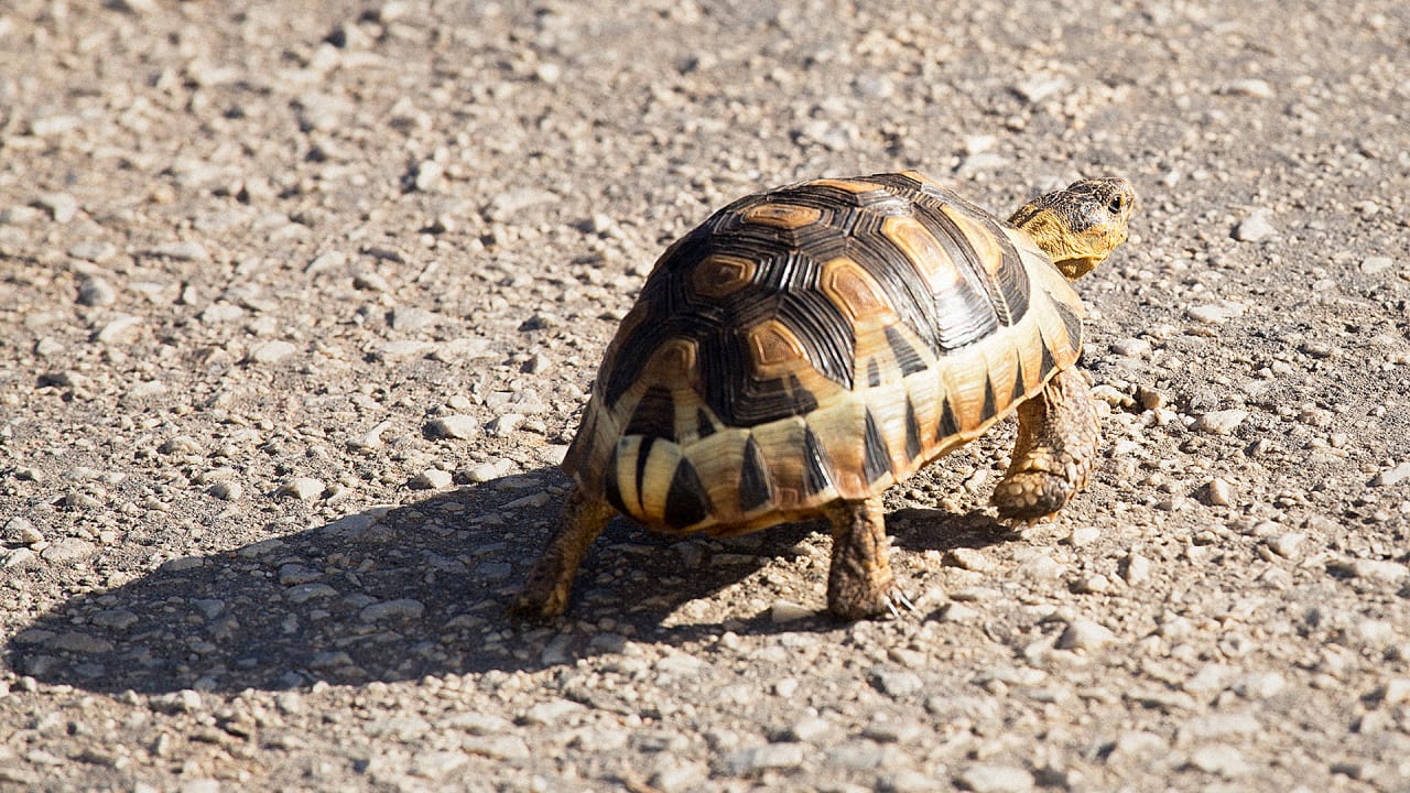 The Real Story Of How The Turtle Got Its Shell