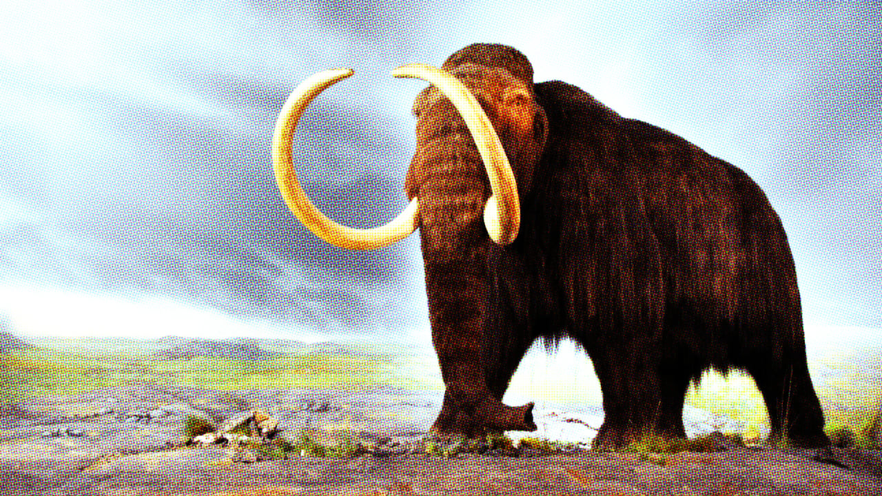 What We Can Learn From The Woolly Mammoths Killed By Sea Level Rise