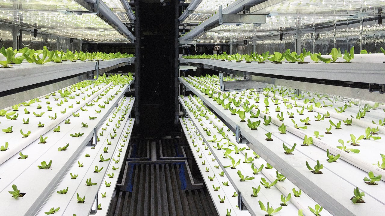 Take A 3D Tour Of A Vertical Farm Packed Inside A Shipping Container