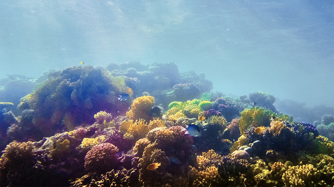 Farming Coral On Land, In Hopes Of Saving Reefs In The Ocean