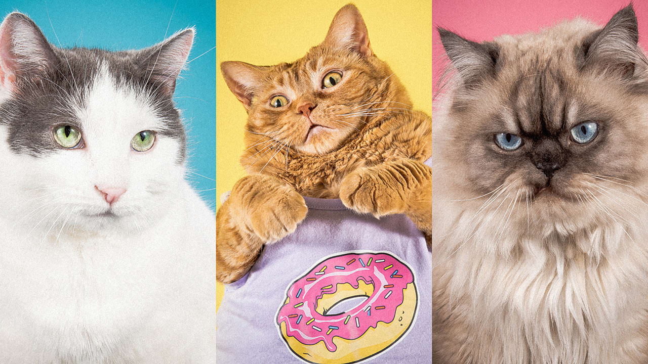 The Adorable Majesty Of Morbidly Obese Cats