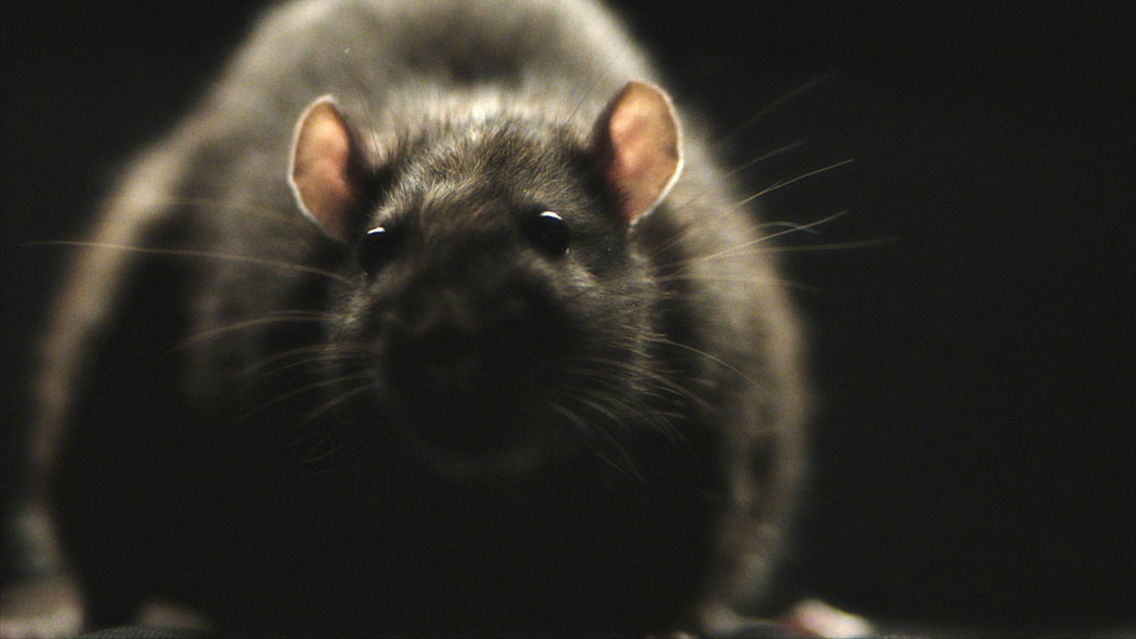 Shock Doc Yes, Spurlock’s “Rats” Will Give You Nightmares