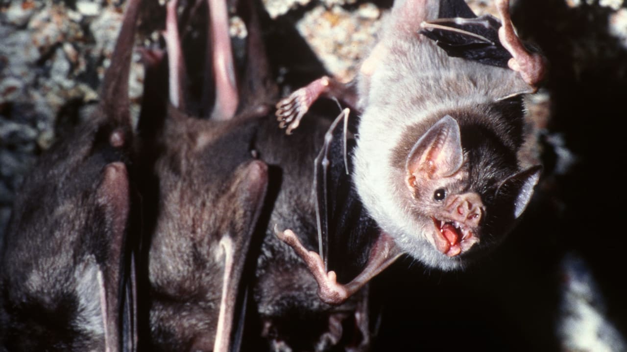 We Destroyed Their Habitat, So Brazilian Vampire Bats Have Started Dri
