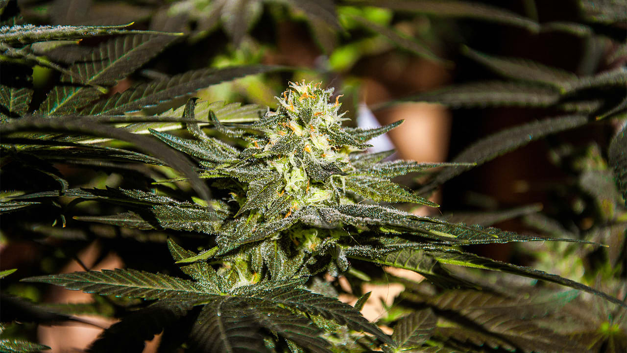 Why Dont We Know What Environmental >> We Still Don T Know Enough About The Marijuana Industry S Environmenta Why Dont We Know What Environmental >> We Still Don T Know Enough About The Marijuana Industry S Environmenta