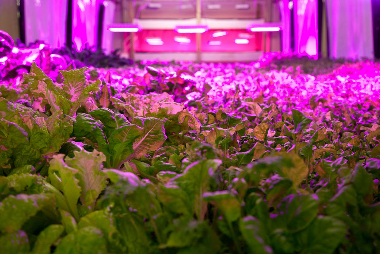 A Meatpacking Plant Transformed Into A Vertical Farm