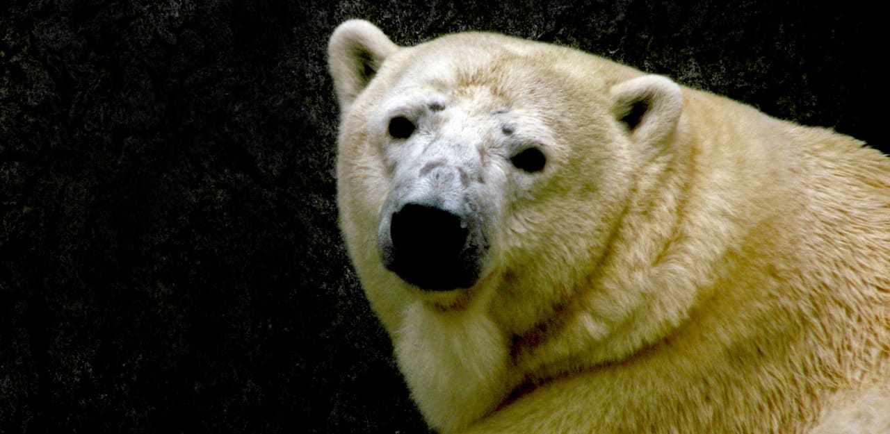 Polar Bears Get Their Own Reality Show