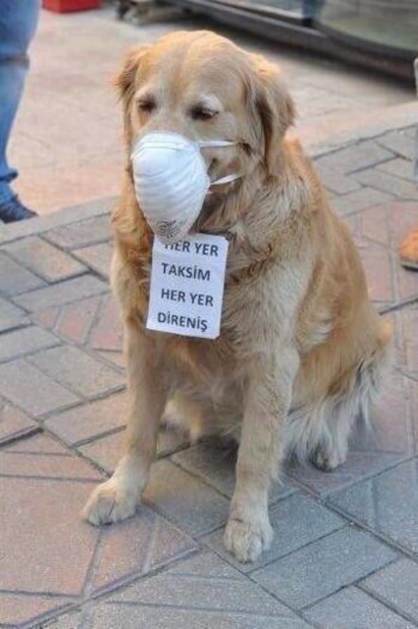 Did The Tear Gas In Turkey Cause An Animal Massacre?