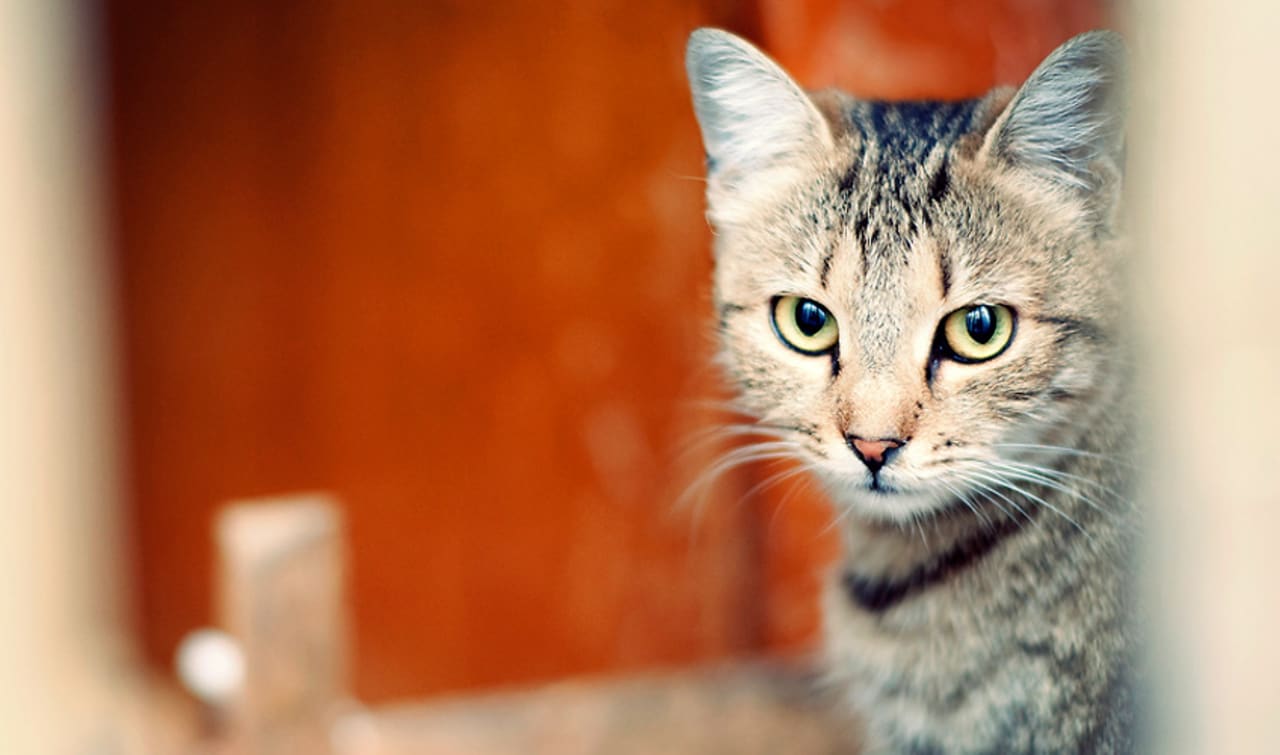 Swanky Shelters To Keep Stray Cats Warm In The Winter Swanky Shelters To Keep Stray Cats Warm In The Winter